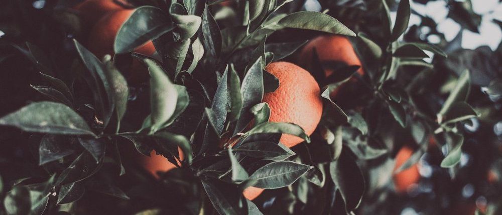 Are You Getting Enough Vitamin C?