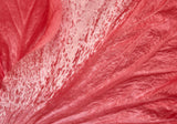 hibiscus-flower